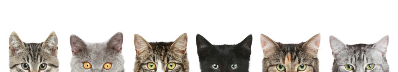 Cat head footer
